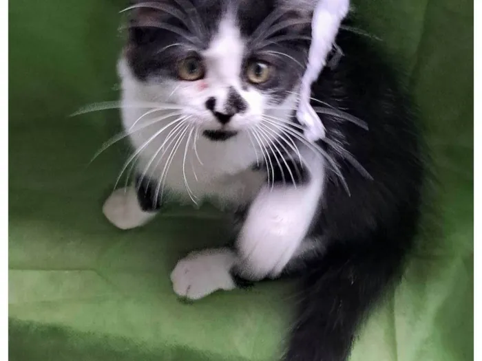 Gato ra a SRD-ViraLata idade 2 a 6 meses nome Lia