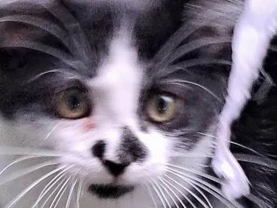Gato ra a SRD-ViraLata idade 2 a 6 meses nome Lia