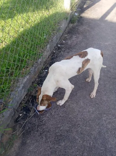 Cachorro raça SRD-ViraLata idade 1 ano nome Zulu