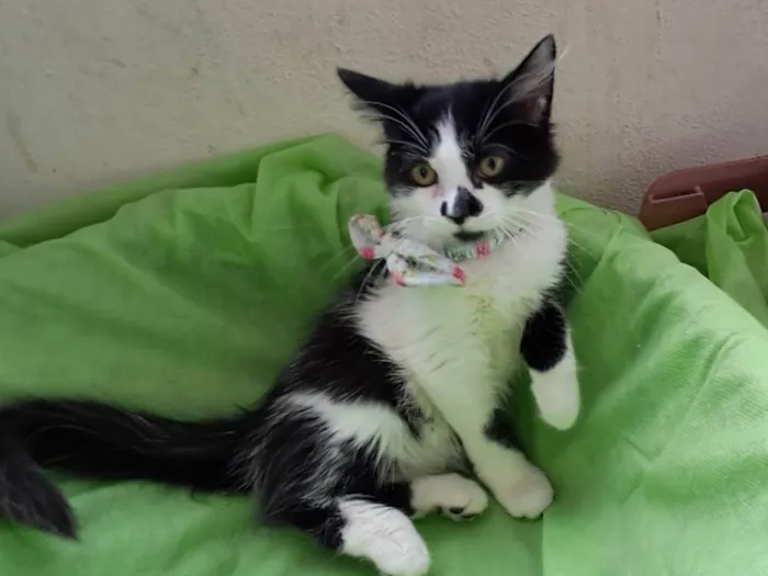 Gato ra a SRD-ViraLata idade 2 a 6 meses nome Lia