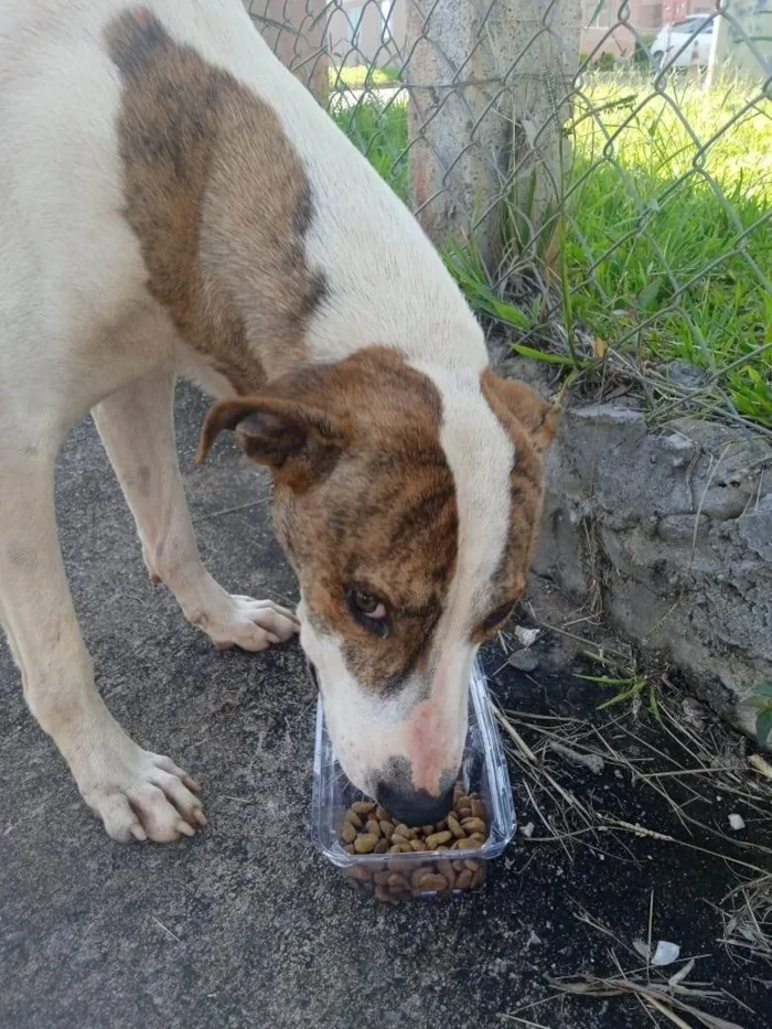 Cachorro ra a SRD-ViraLata idade 1 ano nome Zulu