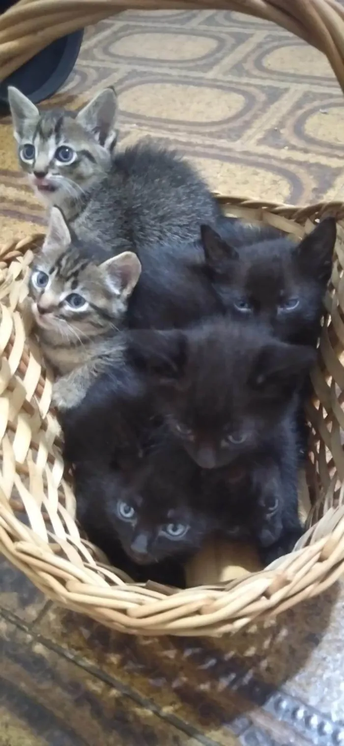 Gato ra a SRD-ViraLata idade 2 a 6 meses nome Ainda sem nomes