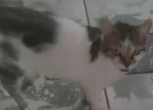 Gato raça SRD-ViraLata idade 6 ou mais anos nome Luna 