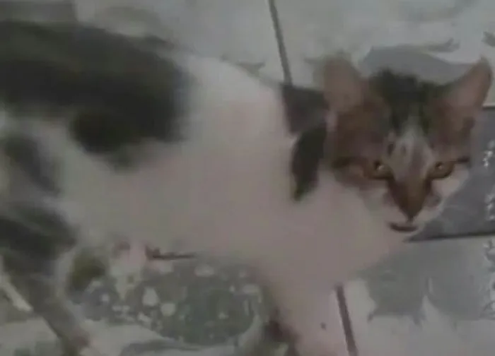 Gato ra a SRD-ViraLata idade 6 ou mais anos nome Luna