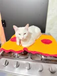 Bela