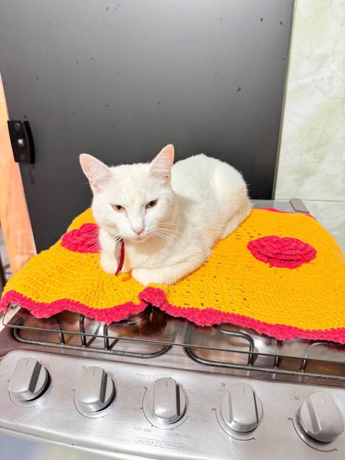 Gato ra a SRD-ViraLata idade 2 anos nome Bela