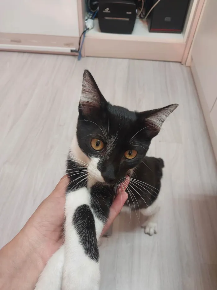 Gato ra a Siamês idade 2 a 6 meses nome Frajola