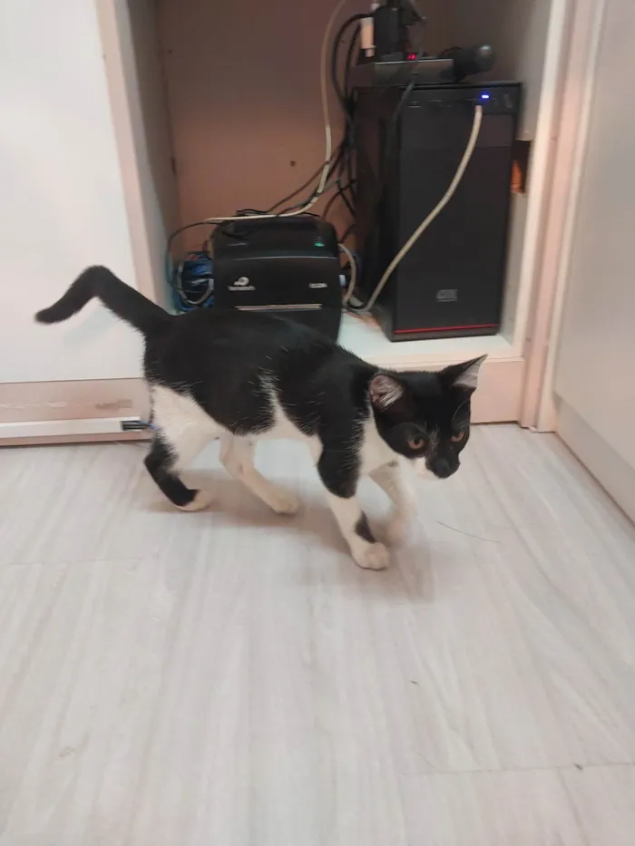 Gato ra a Siamês idade 2 a 6 meses nome Frajola