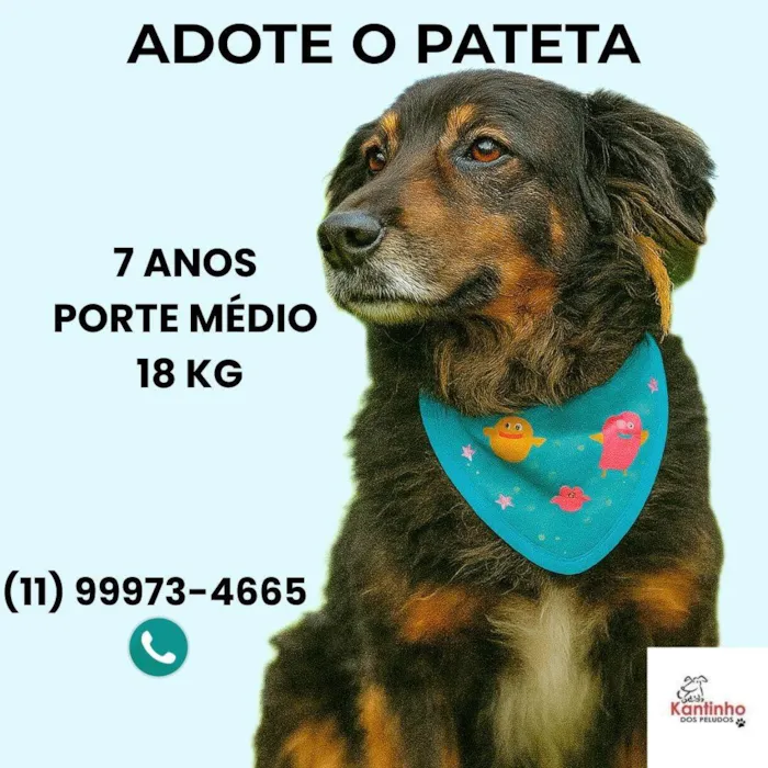 Cachorro ra a SRD-ViraLata idade 6 ou mais anos nome Pateta