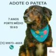 Pateta