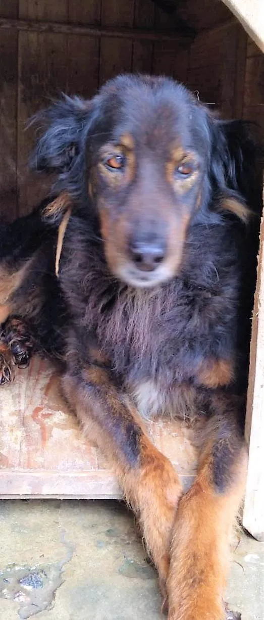 Cachorro ra a SRD-ViraLata idade 6 ou mais anos nome Pateta