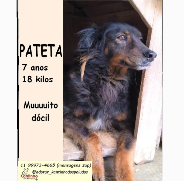 Cachorro ra a SRD-ViraLata idade 6 ou mais anos nome Pateta