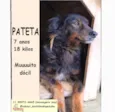 Pateta