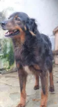 Pateta