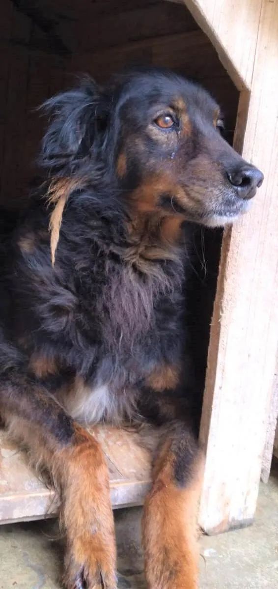 Cachorro ra a SRD-ViraLata idade 6 ou mais anos nome Pateta