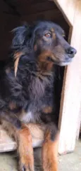 Pateta
