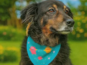 Cachorro raça SRD-ViraLata idade 6 ou mais anos nome Pateta