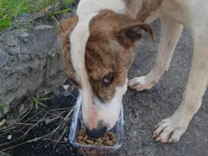 Cachorro raça SRD-ViraLata idade 1 ano nome Zulu