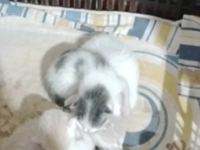 Gato raça SRD-ViraLata idade Abaixo de 2 meses nome Sem nome (filhote órfão)