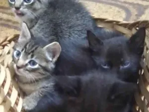 Gato raça SRD-ViraLata idade 2 a 6 meses nome Ainda sem nomes