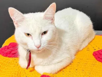 Gato raça SRD-ViraLata idade 2 anos nome Bela