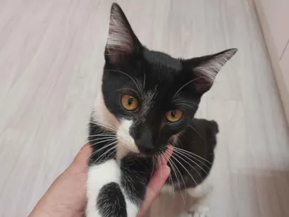 Gato raça Siamês idade 2 a 6 meses nome Frajola 