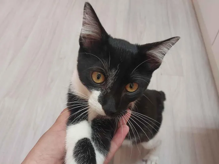 Gato ra a Siamês idade 2 a 6 meses nome Frajola