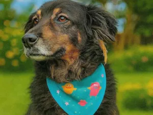 Cachorro raça SRD-ViraLata idade 6 ou mais anos nome Pateta