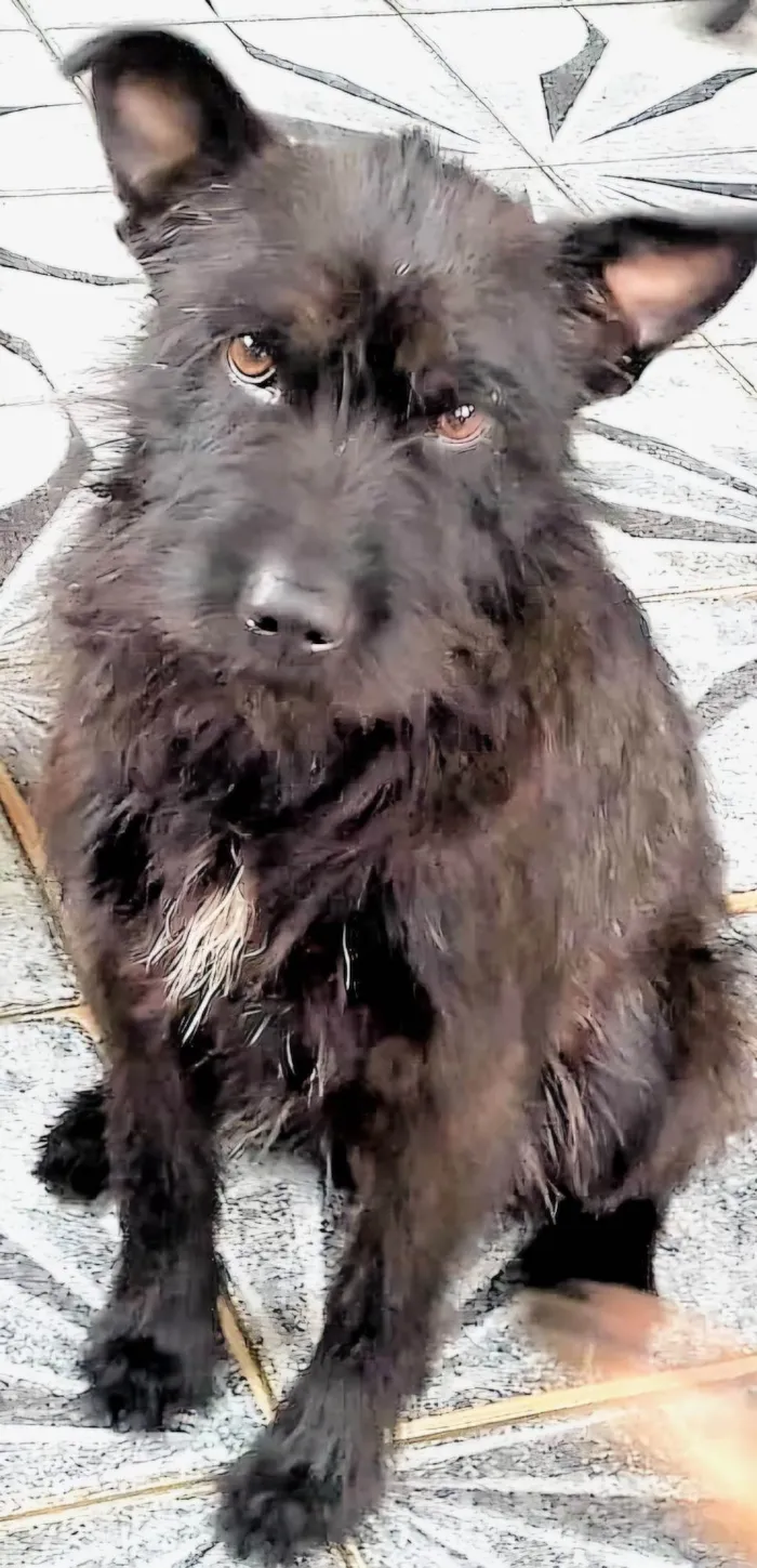 Cachorro ra a SRD-ViraLata idade 2 anos nome Blaublau 