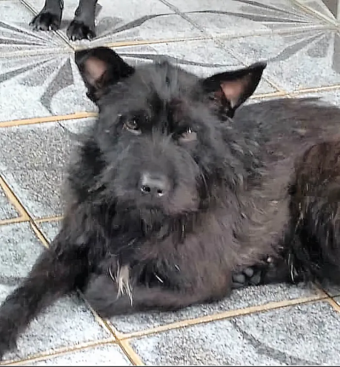Cachorro ra a SRD-ViraLata idade 2 anos nome Blaublau 