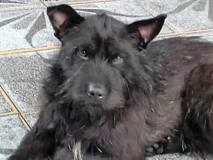 Cachorro ra a SRD-ViraLata idade 2 anos nome Blaublau 