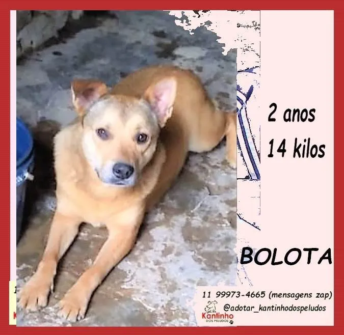 Cachorro ra a SRD-ViraLata idade 2 anos nome Bolota