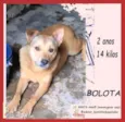 Bolota