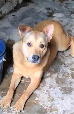Cachorro ra a SRD-ViraLata idade 2 anos nome Bolota