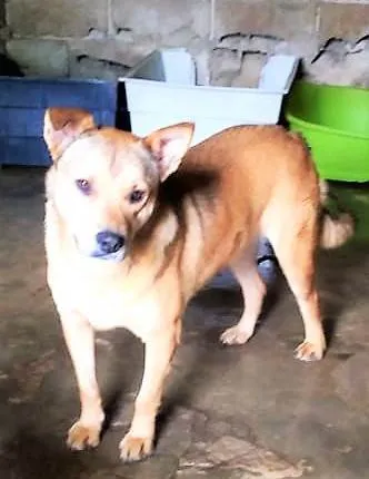 Cachorro ra a SRD-ViraLata idade 2 anos nome Bolota