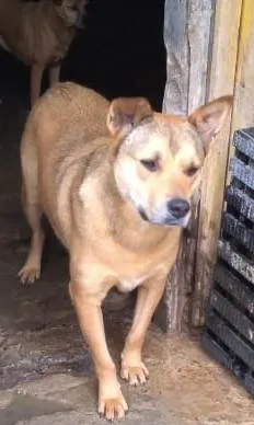 Cachorro ra a SRD-ViraLata idade 2 anos nome Bolota
