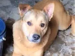 Cachorro raça SRD-ViraLata idade 2 anos nome Bolota