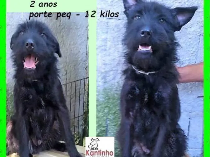 Cachorro ra a SRD-ViraLata idade 2 anos nome Blaublau 