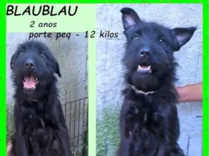 Cachorro raça SRD-ViraLata idade 2 anos nome Blaublau 