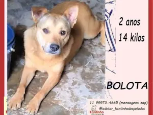 Cachorro raça SRD-ViraLata idade 2 anos nome Bolota