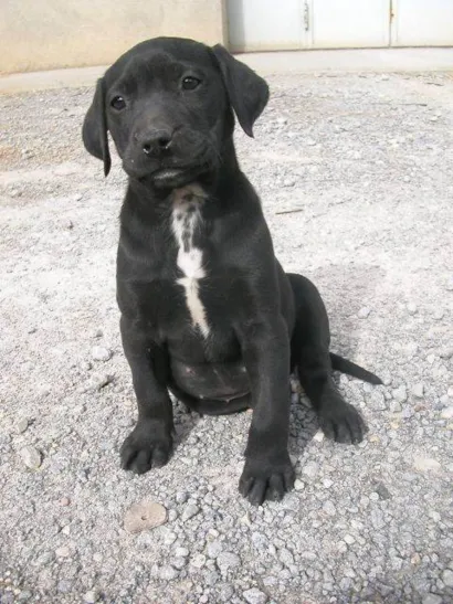 Cachorro raça SRD-ViraLata idade Abaixo de 2 meses nome Akiro