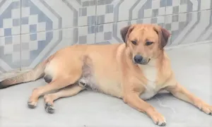 Cachorro raça SRD-ViraLata idade 3 anos nome Bóris 