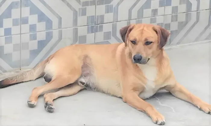 Cachorro ra a SRD-ViraLata idade 3 anos nome Bóris 