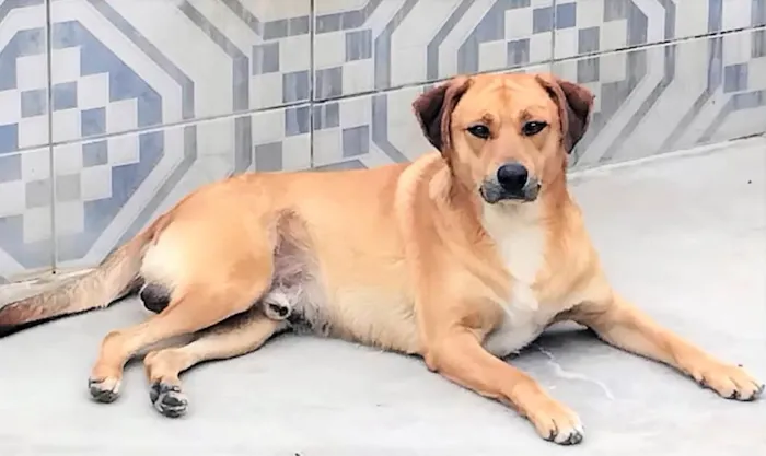 Cachorro ra a SRD-ViraLata idade 3 anos nome Bóris 