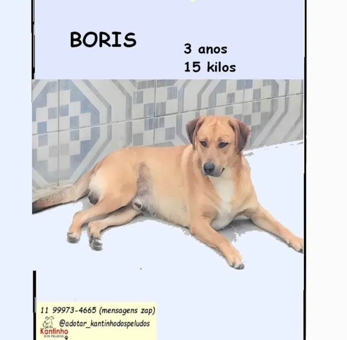 Cachorro ra a SRD-ViraLata idade 3 anos nome Bóris 