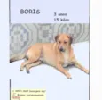 Bóris