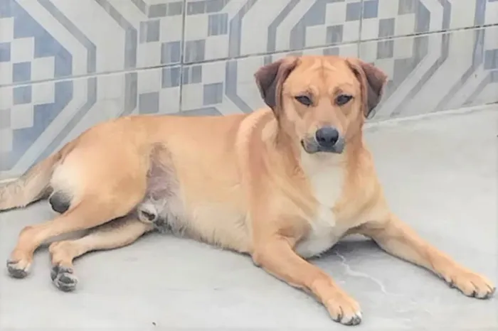 Cachorro ra a SRD-ViraLata idade 3 anos nome Bóris 