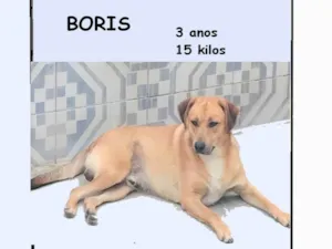 Cachorro raça SRD-ViraLata idade 3 anos nome Bóris 