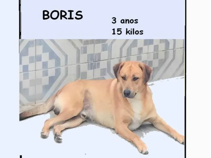 Cachorro ra a SRD-ViraLata idade 3 anos nome Bóris 