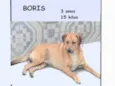 Bóris
